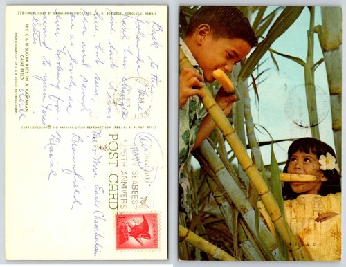 Cartolina sugar kids - cartolina,
